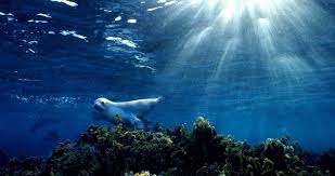 Maybe you would like to learn more about one of these? Google Underwater Maps Sick Chirpse