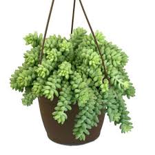 The beauty of this plant is quite well known, but what. Burro S Tail Succulent Red Square Flowers