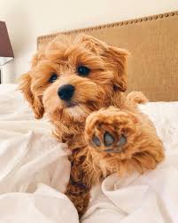 Dogs In 2020 Cute Animals Cute Dogs Cute Puppies
