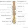 Surface anatomy and surface markings bibliographic record list of illustrations subject index. 1