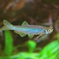 Pin By Heather Carver On Freshwater Aquascaping Aquarium Fish Freshwater Fish Saltwater Aquarium Fish