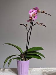 🔸️When I posted the yellow orchid a couple weeks ago, I said there's a  story to tell. So here it is. 😊🌺 O3077 BL P. OX MERIDA 🌾This orchid is  probably meant