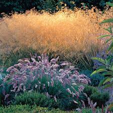 It looks great as an accent plant or mass plantings throughout a rock garden. 9 New And Unusual Ornamental Grasses