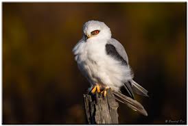 Red Eye By Conrad Tan 500px Pet Birds Red Eyes Little Birds I recently discovered a relatively new falconry centre in my local area. pinterest