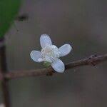 Image result for Eugenia capensis