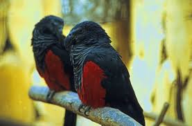 It is listed as vunerable on the threatened it is theorized their their diet of sticky fruit has led to their almost featherless heads. Pesquet S Parrot L Highly Unique Bird Our Breathing Planet