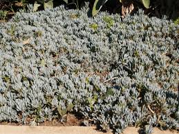 Image result for Senecio sp.no.1