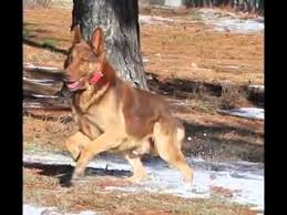 Maybe you would like to learn more about one of these? All German Shepherd Colors Youtube