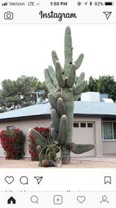 Discover what it would be like to live in the north scottsdale neighborhood of scottsdale, az straight from people who live here. 190 Cactus And Agave Ideas Cactus Agave Plants