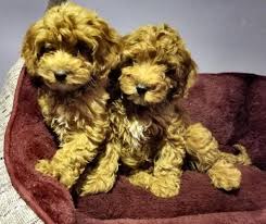 Charleston, west virginia also has two large dog parks for canines to get plenty of exercise while their owners relax and visit with other dog owners. Red Apricot Cockapoo Puppies For Sale In Knoxville Tennessee Classified Americanlisted Com