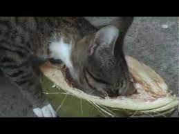 Can Cats Eat Coconut 9 Interesting Facts