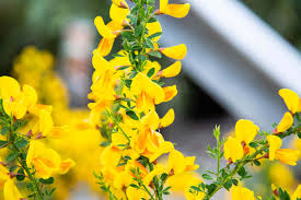 Scotch Broom Petitti Garden Centers