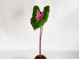 Check spelling or type a new query. Mengenal Caladium Dan Philodendron Tanaman Hias Viral Ditukar Avanza