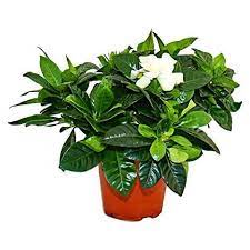 Vendita di piante fiorite online, su lezio le migliori piante con fiore per un regalo perfetto o per abbellire la tua casa. Exotenherz Gardenia Profumata Fioritura Delle Piante Con Fiori Di Colore Bianco Crema Vaso Di 12 Centimetri Eprice
