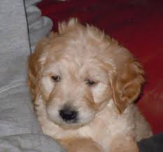 We would like to show you a description here but the site won't allow us. Beautiful Family Raised F1 Goldendoodle Puppies For Sale In Winchester Virginia Classified Americanlisted Com