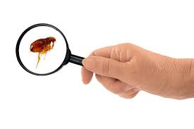 How To Get Rid Of Fleas On Humans Terminix