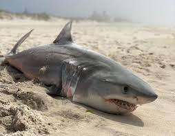 As scientific research on these elusive predators increases, their image as mindless killing machines is beginning to fade. Dead Baby Shark Found In Southampton Dan S Papers