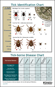 Tick Identification Chart Ticks Cats And Cucumbers Prepper Survival