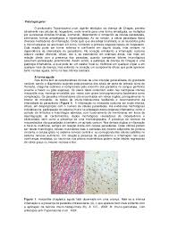 Não há previsão de alta. Doc Patologia Amanda Perotoni Academia Edu