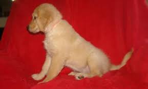 The most recent published articles. Golden Retriever Puppy For Sale Adoption Rescue For Sale In Woodbury New Jersey Classified Americanlisted Com