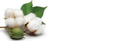 What is cotton? - POLYESTER STAPLE FIBER HOLLOW CONJUGATED FIBER