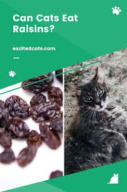 Can Cats Eat Raisins Eat Raisin Canning