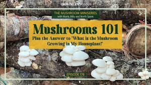 178 Mushrooms 101: The Basics About Fungi