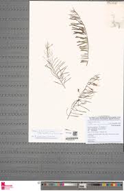 Image result for Xenostegia medium