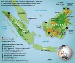 Map Of Sumatra And Borneo Detailing Where Orangutans Can Now Be Found Orangutan Places To See Borneo