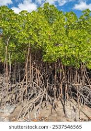 Image result for Rhizophora racemosa