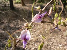 Image result for Droogmansia