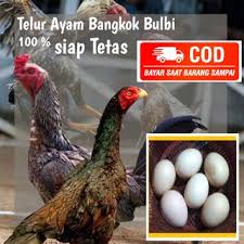 Peternak ayam magon pukul saraf 2019. Telur Ayam Magon Kali Babon Birma Bukan Ayam Shamo Pakhoy Bangkok Dan Ayam Negri Shopee Indonesia
