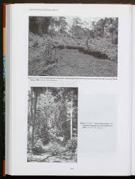 Image result for Gardenia transvenulosa