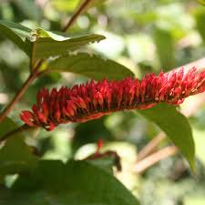 Image result for Combretum paniculatum