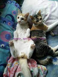 Cara memandikan kucing yang baik dan benar agar tidak mencakar | tutorial wow sebagian dari pecinta kucing. Betul Ke Mandulkan Kucing Jantan Akan Buat Kucing Berhenti Memancut Eintan Nurfuzie Lifestyle Beauty Travel Tips Rawatan Kucing Review