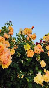 Yellow Flowers Summer Landscape Illustration Aesthetic Backgrounds Flower Aesthetic