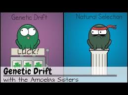 Multiple alleles by amoeba sisters: 20 Genetic Drift Youtube Cset Science Subtest Ii Life Science Smr 4 2d Genetic Drift Genetics Biology Textbook
