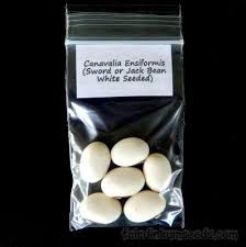 Image result for Canavalia ensiformis