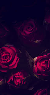 Red Flowers Wallpapers Best Flower Wallpaper Gothic Wallpaper Flowers Black Background
