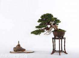 盆栽欣賞 3b07 4619金樹獎 真柏 龔明祥 jpg 張老師的相簿 痞客邦pixnet art of living macrame plant macrame plant hanger