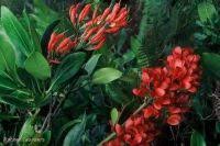 Image result for Rawsonia