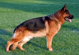 German Shepherd Wikipedia