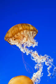Keep an eye on your favorite sea creatures via vancouver aquarium live. Vancouver Aquarium Jellyfish Jelly Fish Animal Marine Marine Life Life Sea Underwater Water Ocean Pikist