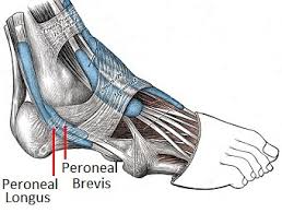 Tendons and ligaments have no blood supply and/or vessels to transport new nutrients and protein to rebuild or repair famage. Peroneal Tendonitis Causes Symptoms Treatment