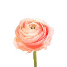 Salmon Ranunculus 1 Jpg 1200 1200 Flower Meanings Flowers Coral Flowers