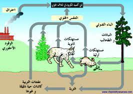 دورة الكربون مصادر الكيمياء