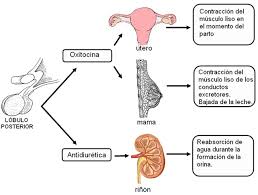 Resultado de imagen para Control hormonal del musculo liso