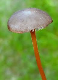 Image result for Strobilurus conigenoides