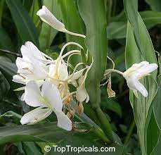 Pin On Fancy Plants