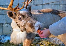 We did not find results for: A Woman Gives Carrots To A Reindeer The Deer Takes The Carrots Stock Photo Picture And Royalty Free Image Image 93282902